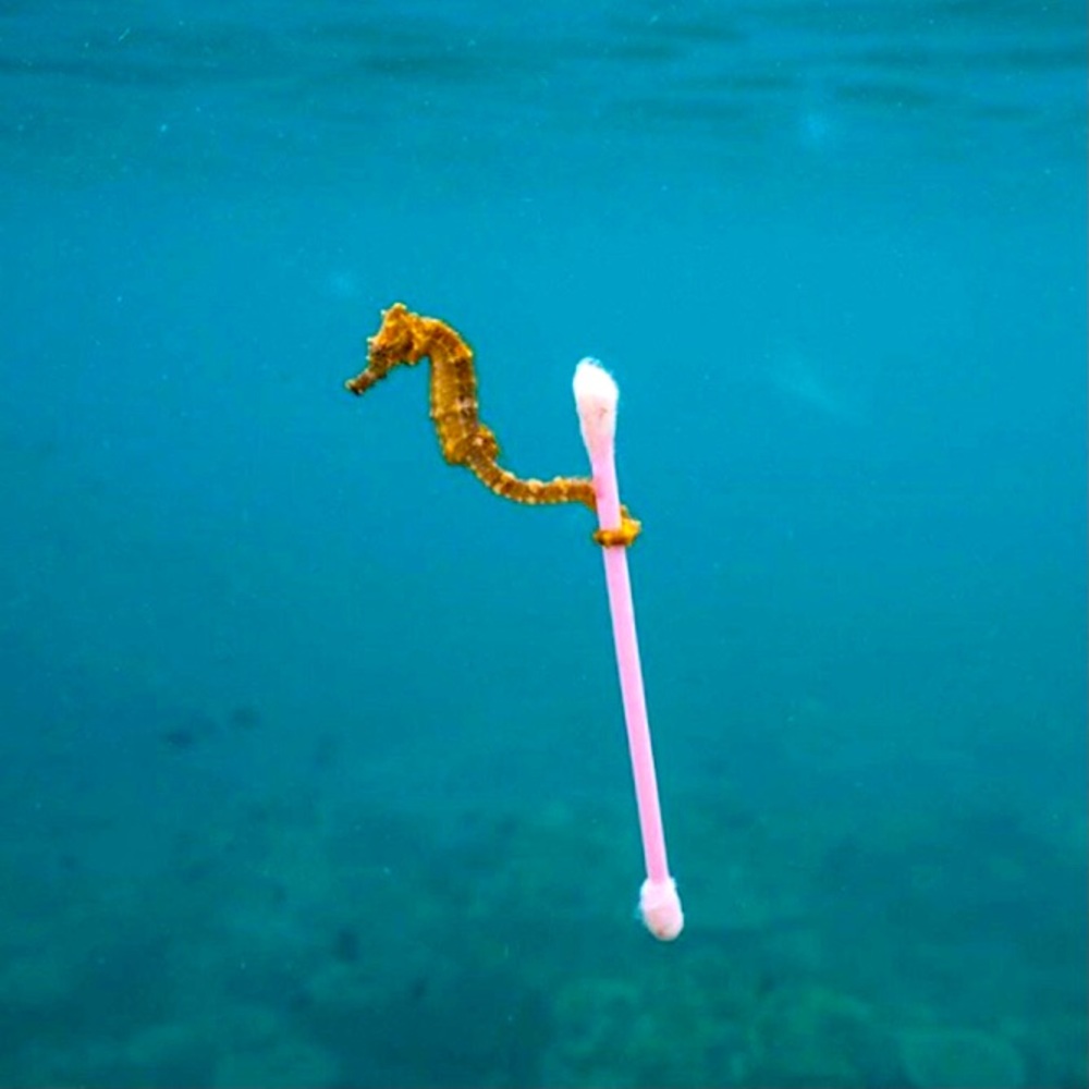 🐬 KEEP OUR OCEANS CLEAN 🐠
‼️NOT FOR SALE‼️